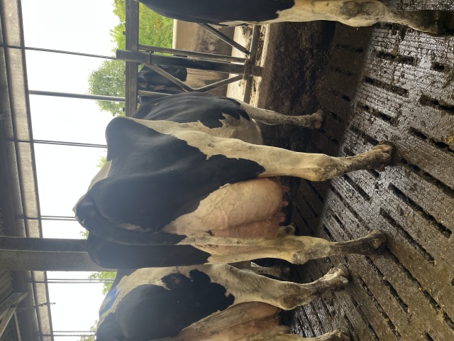 60 Hollandse melkkoeien weidegang