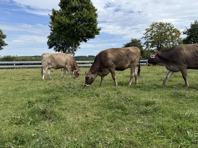 14 hoogdragende Brown Swiss VLOG vaarzen