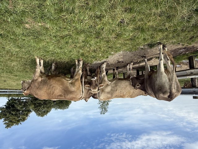 14 hoogdragende Brown Swiss VLOG vaarzen