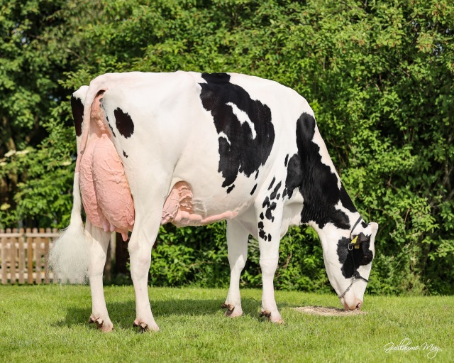 Vrouwelijke embryos