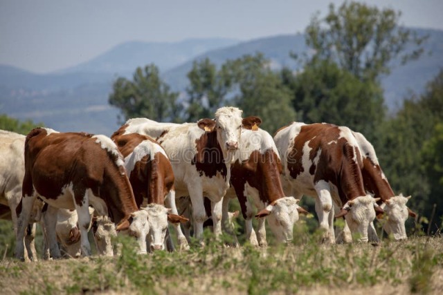 Mooie kruisling melkkoeien
