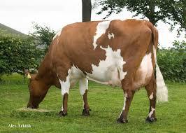Mooie kruisling melkkoeien