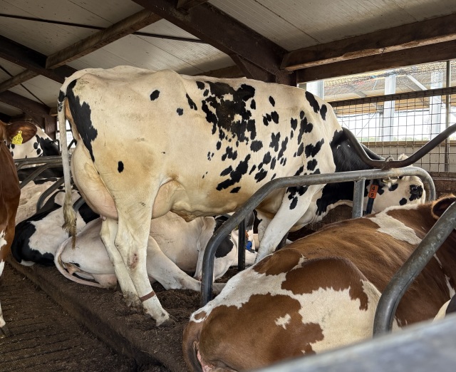 Stierkalf uit de GOLDWYN familie