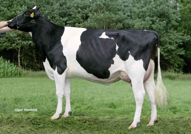 Stierkalf uit de GOLDWYN familie