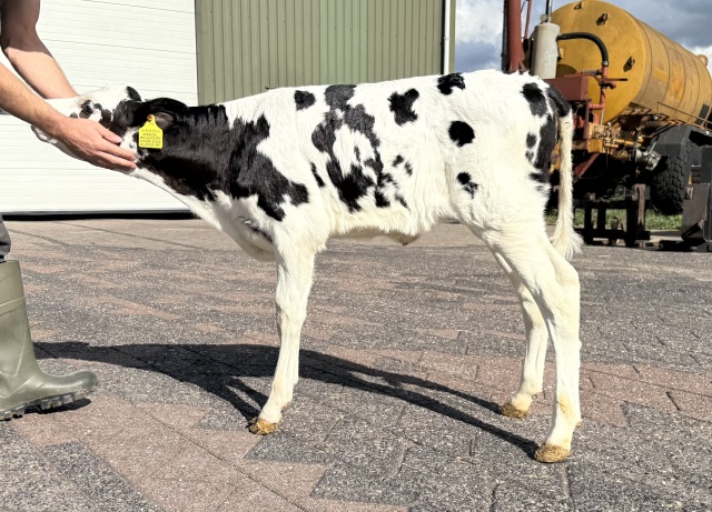 Fraai RF fokkalf uit exclusieve familie