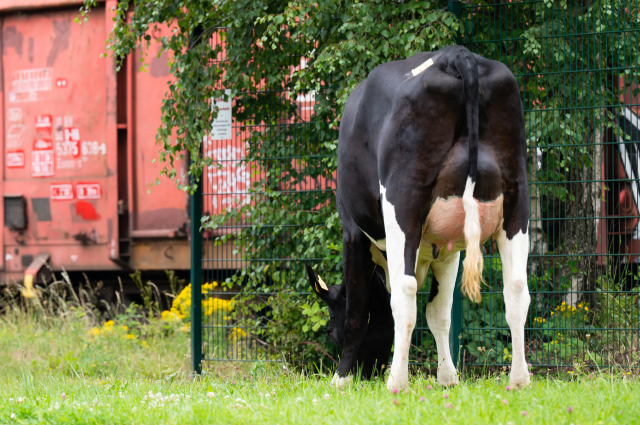 Dinsdag 9 september fokveeveiling Leer
