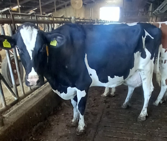 110 melkkoeien met hoge gehaltes