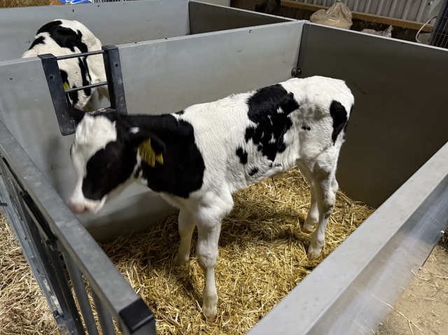 Stierkalf overgrootmoeder >100.000kgM