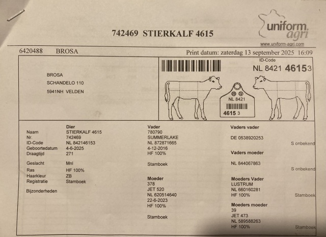 Summerlake fokstiertje 3,5 mnd oud