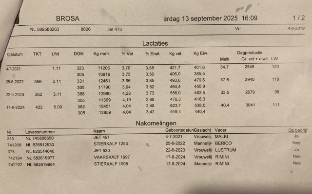 Summerlake fokstiertje 3,5 mnd oud