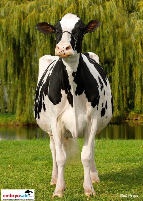 Vrouwelijke embryos