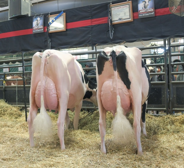 Vrouwelijke embryos
