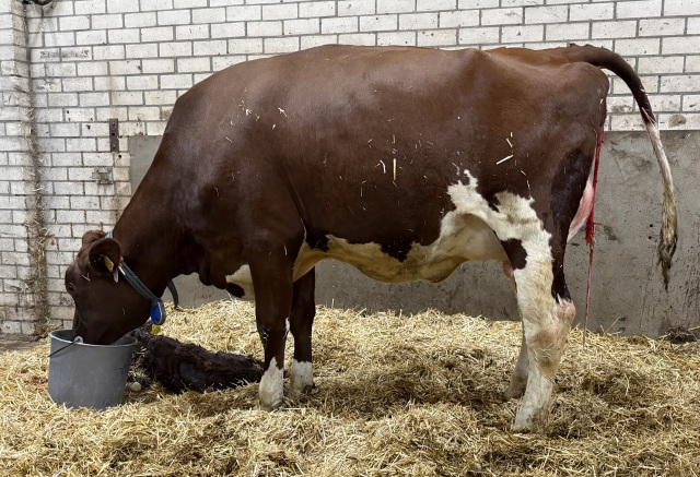 Fraai donkerrood stierkalf uit top fam!