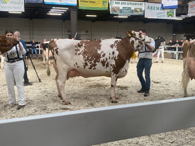 Roodbont stierkalf uit EX koe 92 uier!