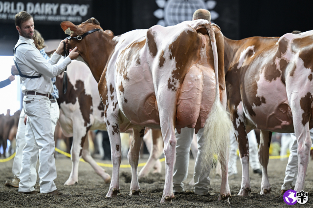 Vrouwelijke embryos