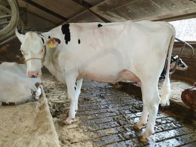 Fraai wit stierkalf uit diepe koefamilie