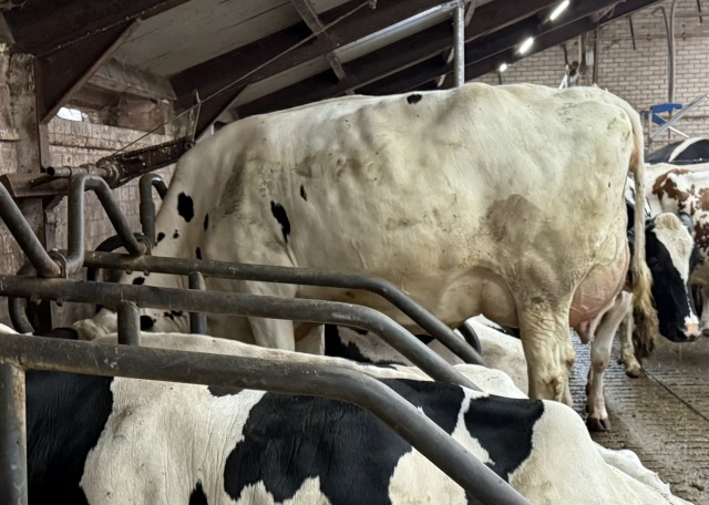 Fraai wit stierkalf uit diepe koefamilie