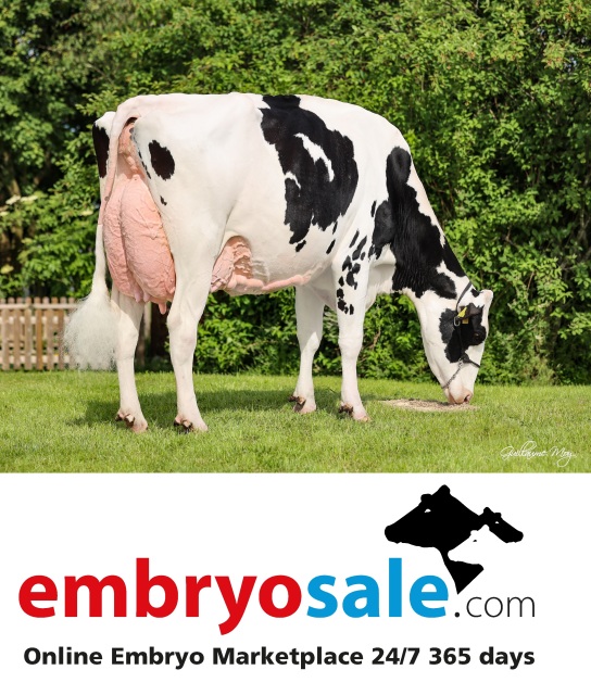 Vrouwelijke embryos