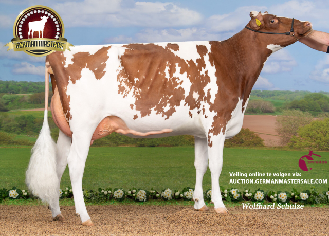 Fokveeveiling: German Masters Sale