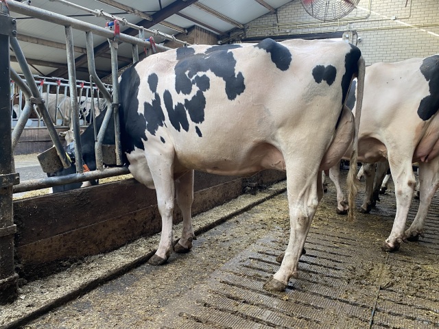 Stierkalf uit de excellente Beauty fam!