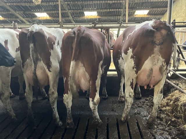 93 super melkkoeien
