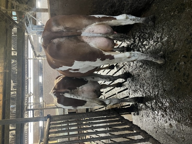 93 super melkkoeien