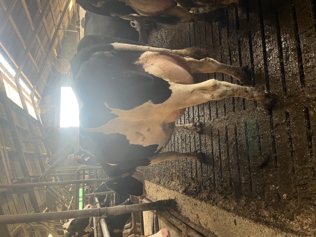 93 super melkkoeien