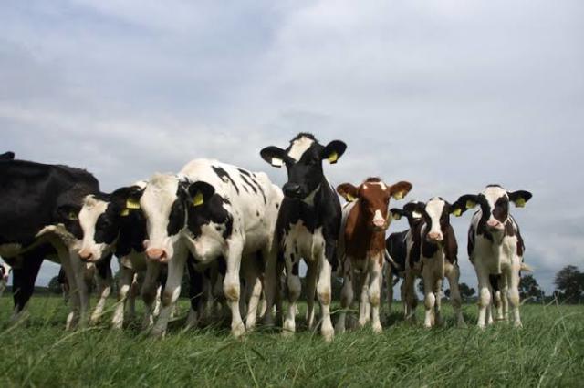 Mooie Holstein Pinkjes te koop!
