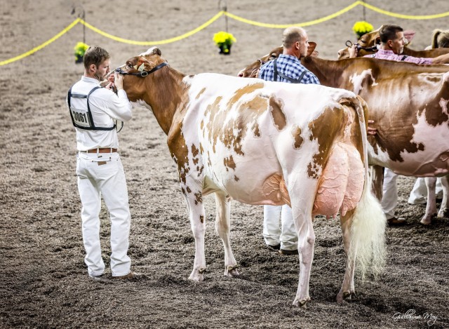 Vrouwelijke embryos