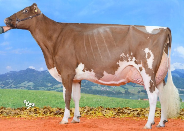 Dinsdag 4 November as Veiling Lingen !!