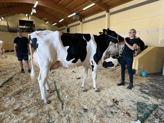 Dinsdag 4 November as Veiling Lingen !!