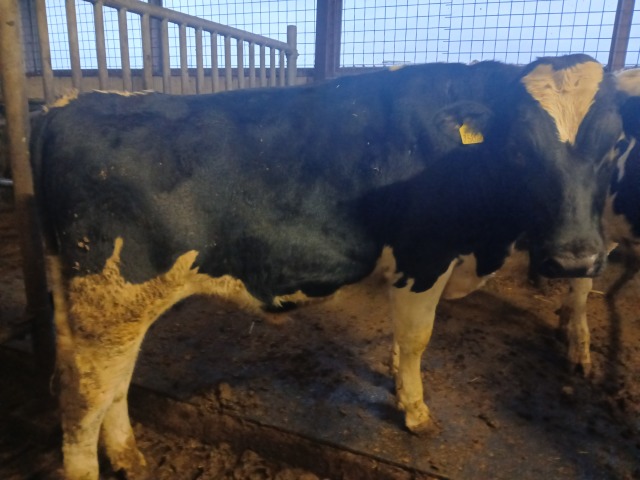 Dekstier moeder 100.000kg korte draagtij