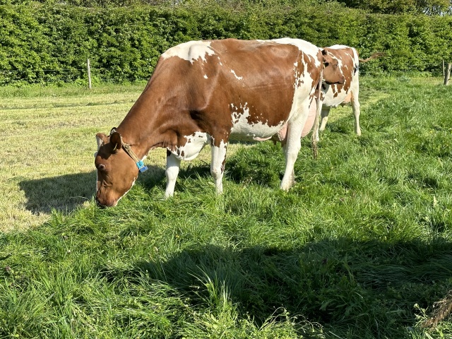 Mooie koppel kleurrijke koeien 🔥🔥
