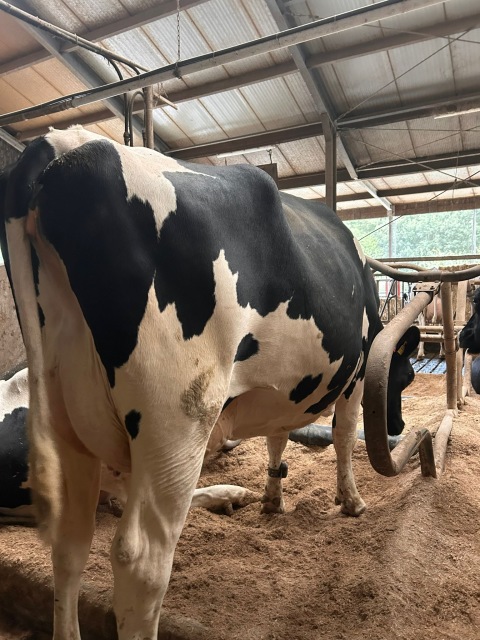 Mooie koppel kleurrijke koeien 🔥🔥