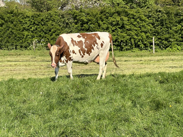 Mooie koppel kleurrijke koeien 🔥🔥