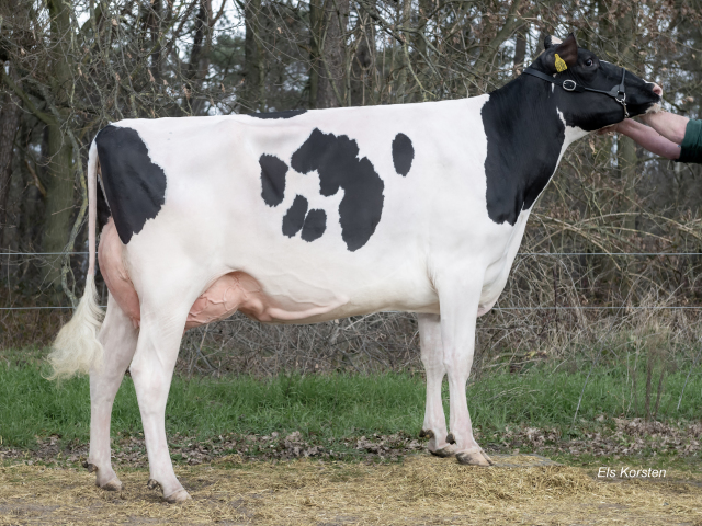 Stierkalf uit de Carf Emeraude EX-91 fam