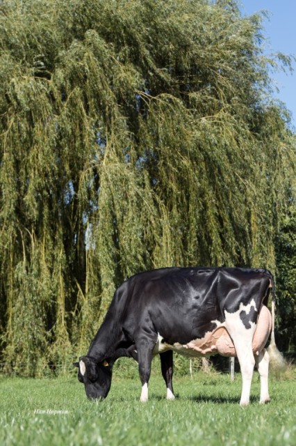 Stierkalf uit de Carf Emeraude EX-91 fam