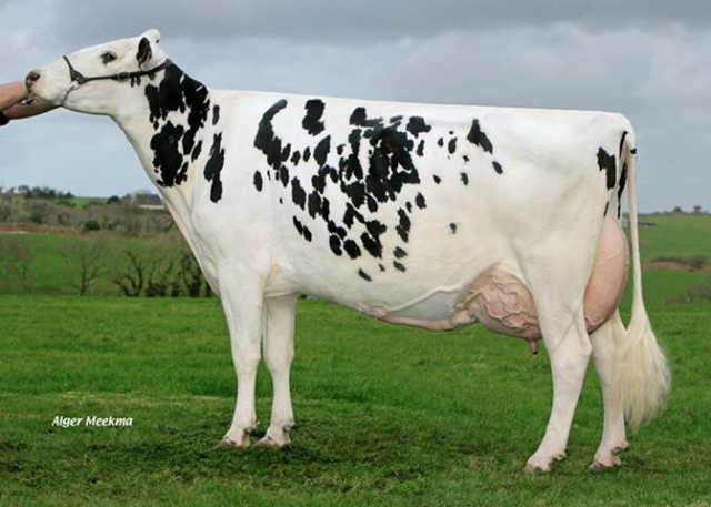 Stierkalf uit de Carf Emeraude EX-91 fam