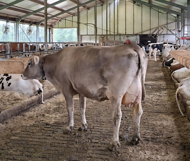 BROWN SWISS FOKKALF!