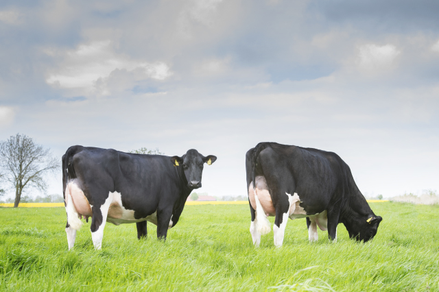 Dinsdag 11 november fokveeveiling Leer