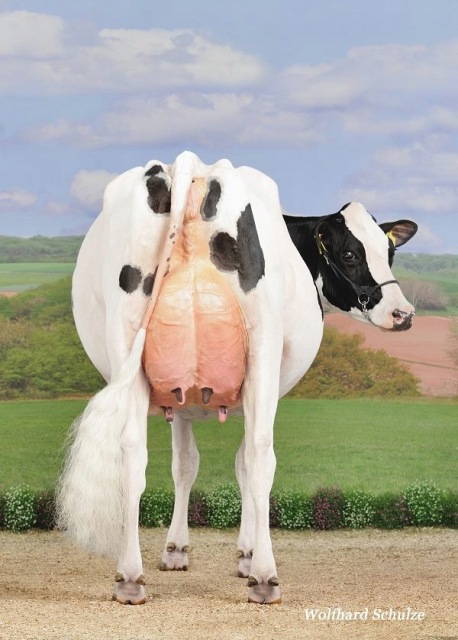 Exclusief hoornloos stierkalf! 172.000kg