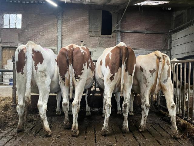 4 Mooie Holstein Frisian Vaarzen