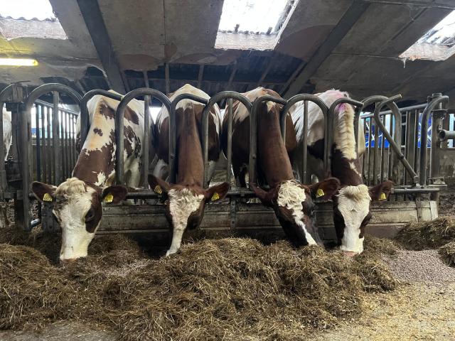 4 Mooie Holstein Frisian Vaarzen