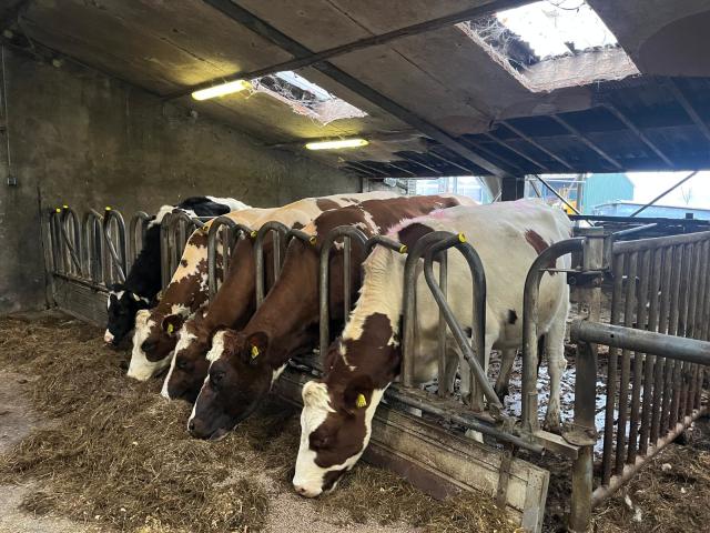 4 Mooie Holstein Frisian Vaarzen