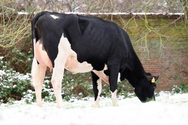 Dinsdag 9 december fokveeveiling Leer