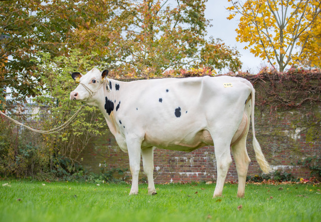 Dinsdag 9 december fokveeveiling Leer