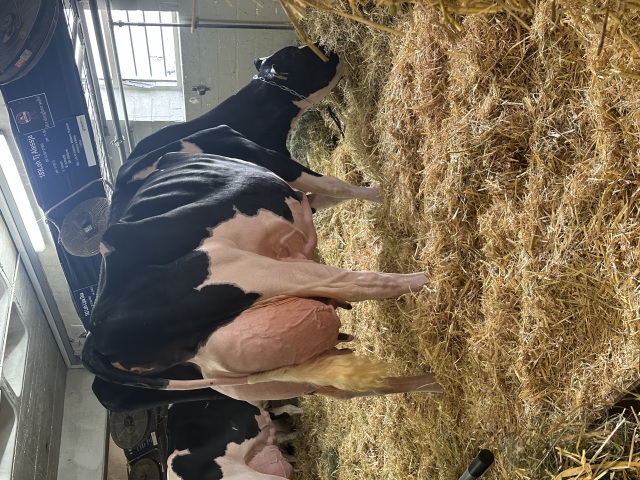 Woensdag 10-12 as. Veiling Lingen 🔥🔥