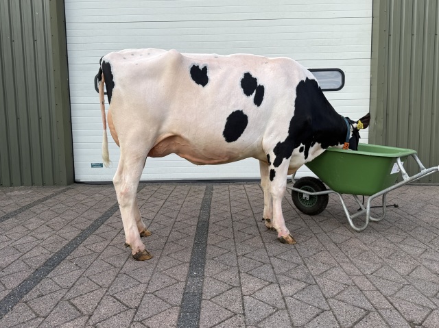 Stierkalf dikke gehalten en mogelijk RF!