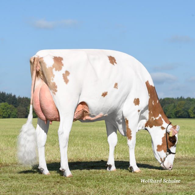 Beste vers afgekalfde VLOG vaarzen