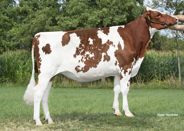 3 Beste drachtige top vaarzen !